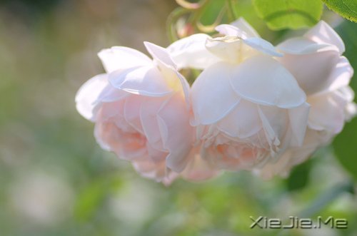 ���µĸ����������յĻ��� (10)