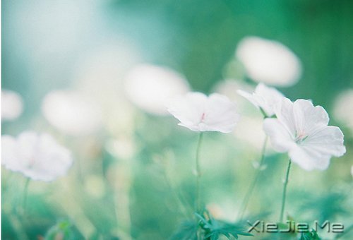 ��������ĸ��ӣ���������Թ� (4)