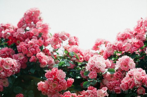 ����������ı���Ⱦ���ľ���Ȼ�� (6)