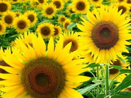 ������¼��������磬������������ (5)